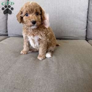 Laya, Mini Goldendoodle Puppy